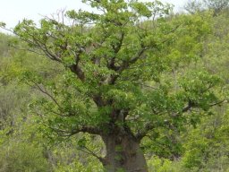 Mission DARABAO - 2011 &raquo; 8ème journée  les baobabs de popenguine, nian
